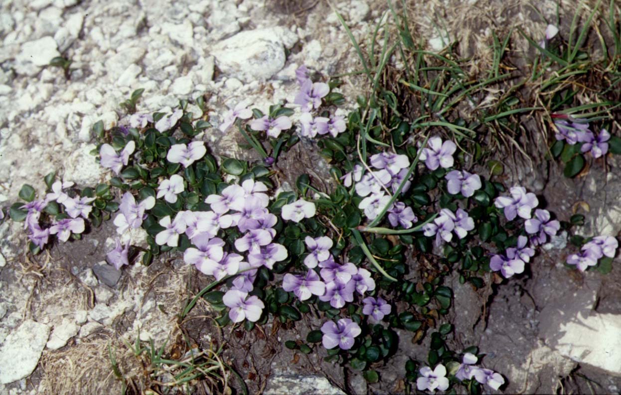 Viola argenteria / Viola delle Alpi Marittime